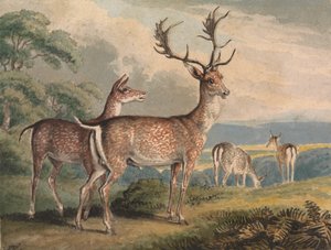 Stag, Doe og Fawns af Samuel Howitt