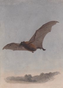 Studie af en vampyrflagermus af Samuel Howitt