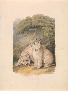 Canada Lynx fra Livet af Samuel Howitt