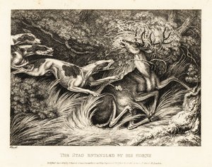 Tre hunde angriber en kronhjort, der er fanget af dens gevir. 1811 (ætsning) af Samuel Howitt