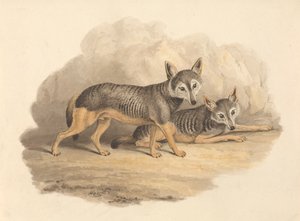 To hyæner af Samuel Howitt