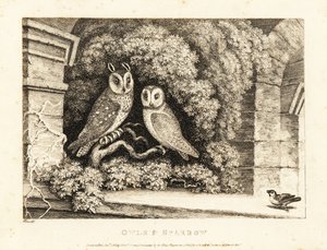 To ugler og en spurv. 1811 (ætsning) af Samuel Howitt