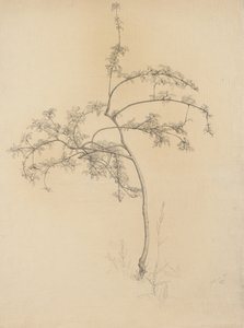 Blomstrende træ, 1884 (grafit på buff bundet papir)