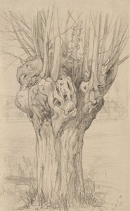 Knudret træ, 1884 (grafit på bleget papir)