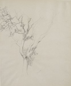 Træstudie, 1884 (grafit på gråt papir)