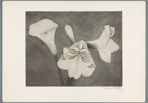 Amaryllis og arum af Samuel Jessurun de Mesquita (signed by artist)