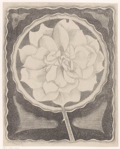 Roos af Samuel Jessurun de Mesquita (signed by artist)