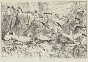 Fugle på Bass Rock, i Natural History Museum, South Kensington