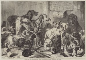 Hjem for fortabte og udsultede hunde, Hollingsworth-Street, Islington
