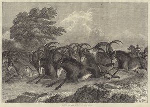 Jagt på sabelantilope i Sydafrika