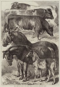 Præmieheste og kvæg ved Oxford Meeting of the Royal Agricultural Society