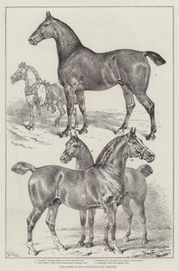 Præmieheste i Agricultural Hall, Islington