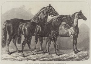 Præmieheste ved Royal Agricultural Society