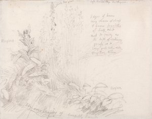 Rævehandsker af Samuel Palmer