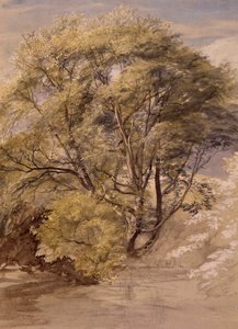 Studie af et piletræ, ca. 1850 (akvarel på papir) af Samuel Palmer