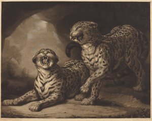 Leoparder af Samuel William Reynolds I after James Northcote