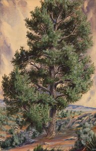 Pine Tree, n.d. af Sandow
