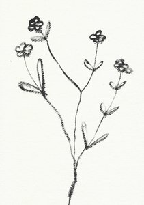 Minimalistisk botanisk tegning af Santhosh ch