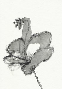 Monokrom blomsterstudie af Santhosh ch