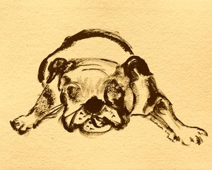 Legesyg bulldogskitse af Santhosh ch