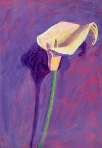 Arum Lily (olie på karton)
