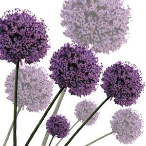 Allium Fernandez, 2004 (digital) af Sarah Hough