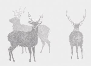 Sika-hjort, 2017 af Sarah Hough