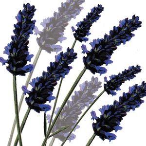 Sweet Lavender, 2004 (digital) af Sarah Hough