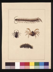 Side 11. Insekter i New South Wales. Nu kendt som almindelig tusindben, edderkoppeslægt Isopeda, soldatkrabbe, larve, ca. 1789-90 (akvarel)