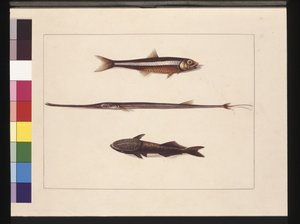 Side 13. Catherine, Tobak, Pibefisk, Remorafisk. Nu kendt som ansjos, fløjtemund og sugende fisk, ca. 1789-90 (akvarel)