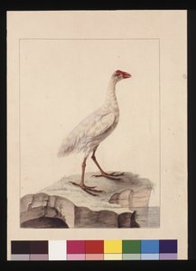 Side 16. Hvid Fulica. Nu kendt som en hvid gallinule (uddød), ca. 1789-90 (akvarel)