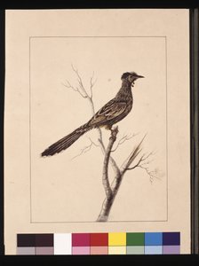 Side 17. Wattled Bee Eater. Nu kendt som en Red Wattle, fugl, ca. 1789-90 (akvarel) af Sarah Stone