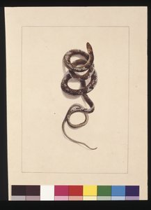 Side 20. Slange nr.1. Nu kendt som en brun slange, ca. 1789-90 (akvarel)