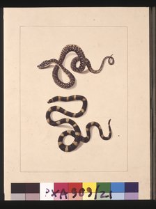 Side 21. Slanger nr. 1 & nr.2. Nu kendt som en ung diamantslange & en bandybandy, ca. 1789-90 (akvarel)