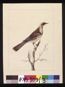 Side 3. Knop, Fronted Bee Eater: Signeret l.c. Sarah Smith. Nu kendt som en Friar-fugl, ca. 1789-90 (akvarel) af Sarah Stone