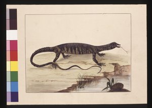 Side 6. Broget firben. Nu kendt som en Goanna, ca. 1789-90 (akvarel)