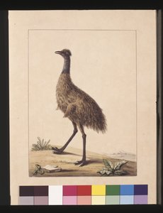 Side 7. New Holland Kasuar. Nu kendt som en Emu, ca. 1789-90 (akvarel)