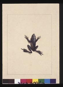 Side 9. Blå frø. Nu kendt som en grøn løvfrø, ca. 1789-90 (akvarel)