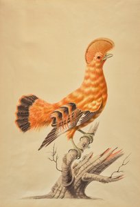 Rupicola Rupicola af Sarah Stone