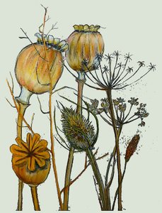 Tørrede frøhoveder, 2019 (blæk monoprint) af Sarah Thompson Engels