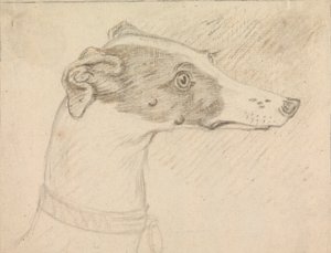 Hovedportræt af Greyhound af Sawrey Gilpin