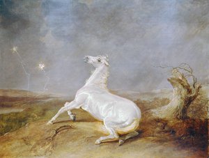 Gal Hest