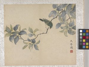 8-bladet blomsteralbum, midten af 1700-tallet (blæk og farve på papir) af School Chinese