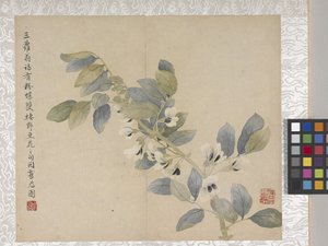 8-bladet blomsteralbum, midten af 1700-tallet (blæk og farve på papir) af School Chinese