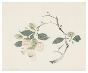 Ti Bamboo Series af School Chinese