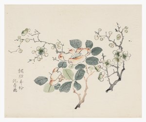 Ti Bamboo Series af School Chinese