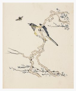 Ti Bamboo Series af School Chinese