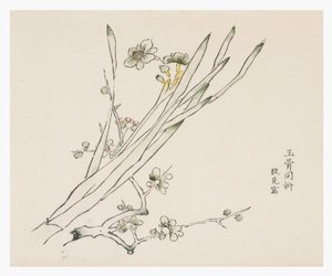 Ti Bamboo Series af School Chinese