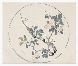 Ti Bamboo Series af School Chinese