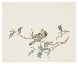Ti Bamboo Series af School Chinese